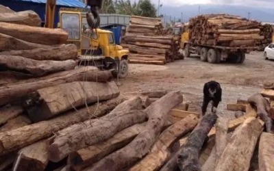 缅甸花梨凭什么，价值一路上涨....